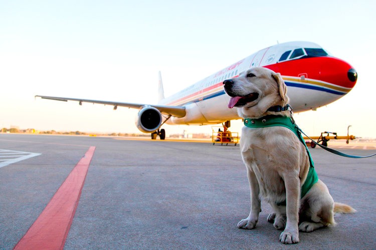 Transporte de cão-guia em aeronaves